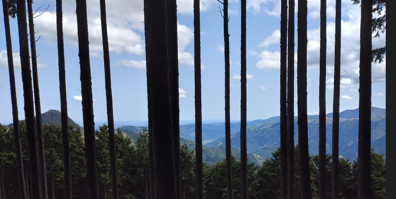 奥武蔵 ”山伏峠から武川岳に向かう登山道から伊豆ヶ岳方面の眺望” ２０２２年４月２２日１２時４０分